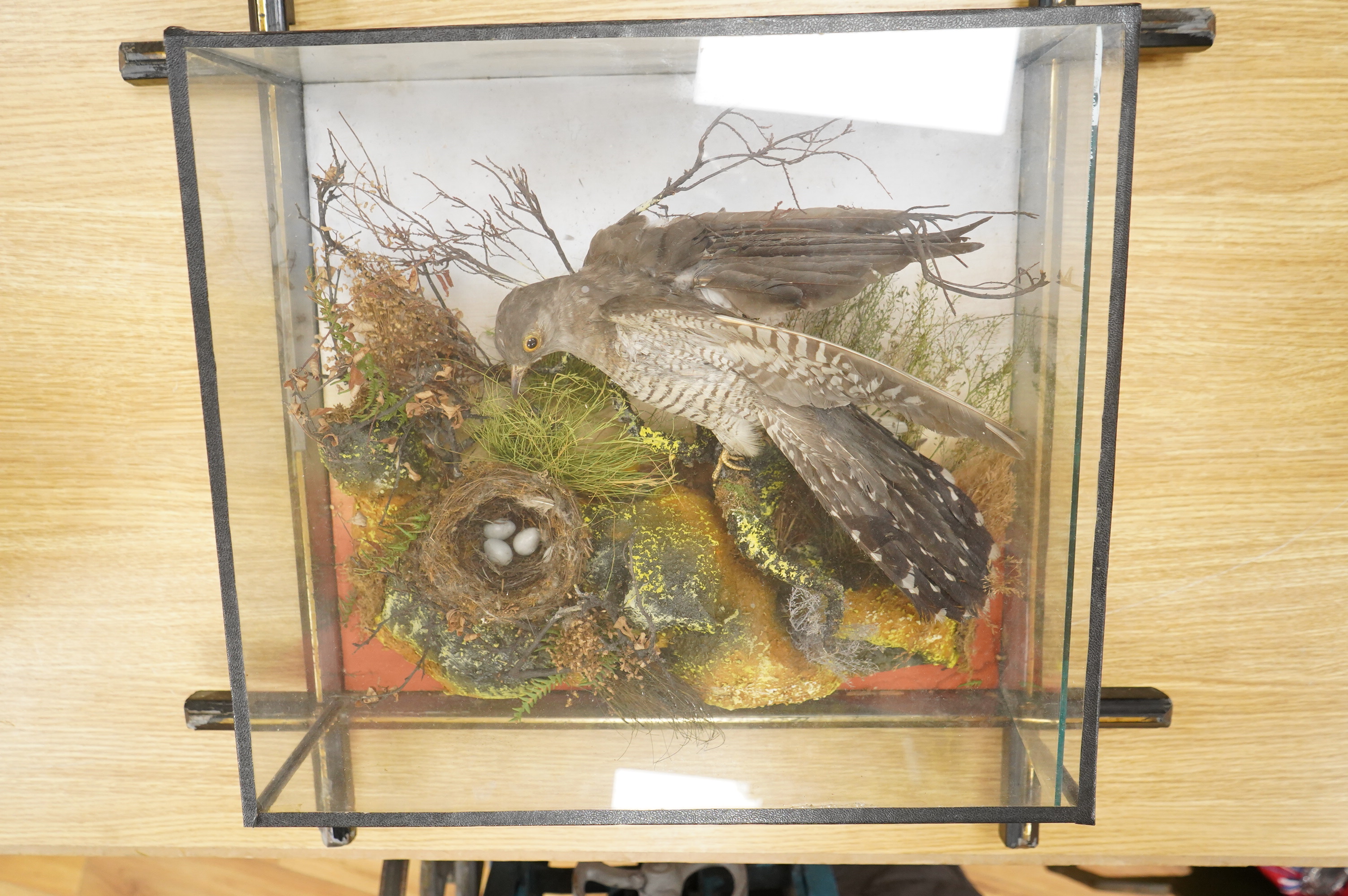 A Victorian taxidermy display of a cuckoo with a nest in foliage, contained within a wool hanging a glass cabinet with ebonised frame, 58cm high, 62cm wide, 18cm deep